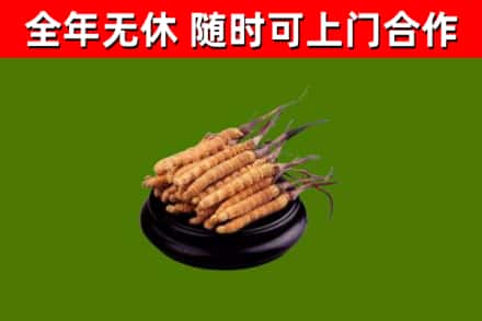 卫东回收冬虫夏草