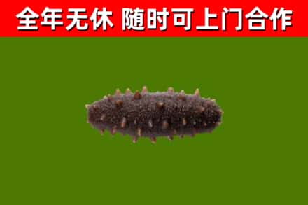 卫东回收海参干